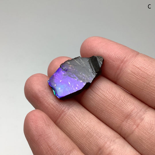 Ammolite Specimen - Rocks and Gems Canada