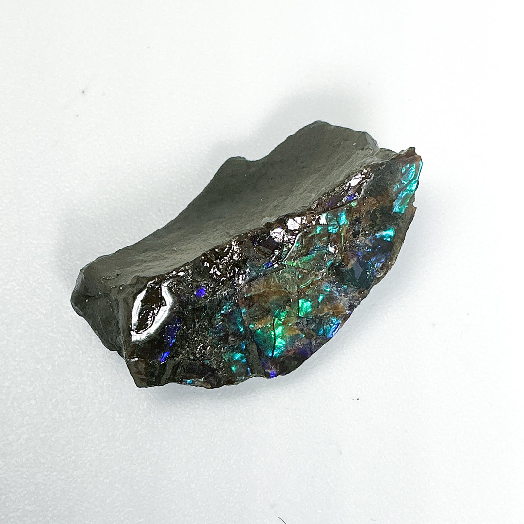 Ammolite Specimen
