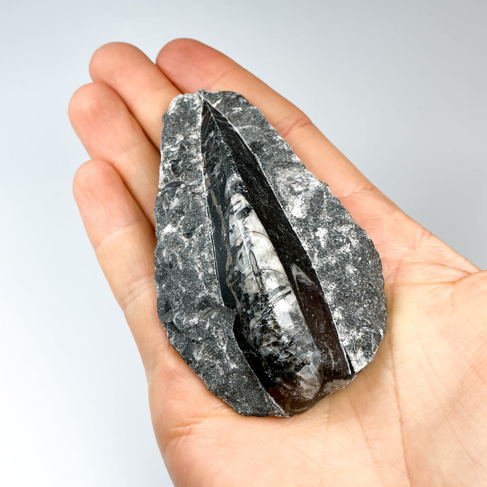 Polished Orthoceras Fossil in Matrix