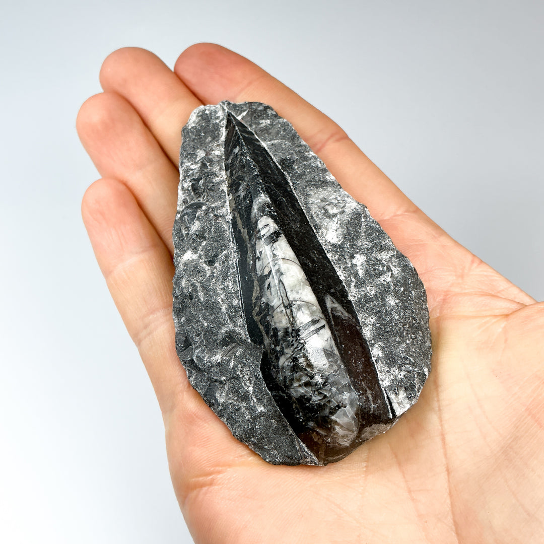 Polished Orthoceras Fossil in Matrix