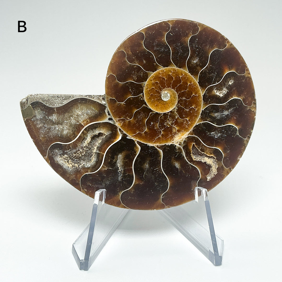 Chambered Ammonite