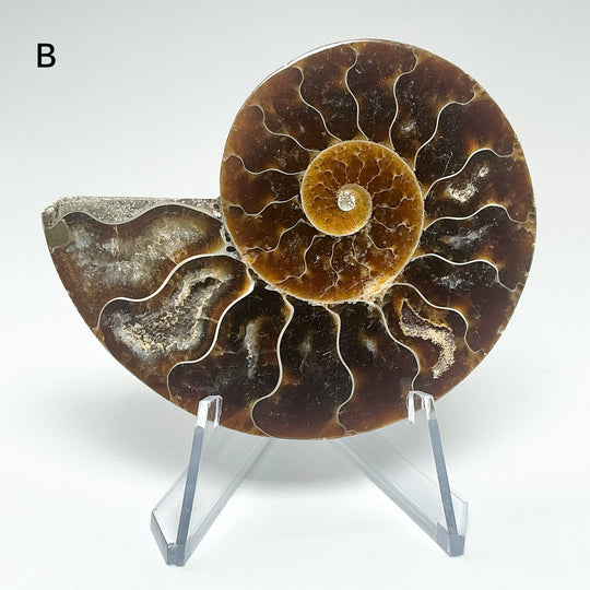 Chambered Ammonite