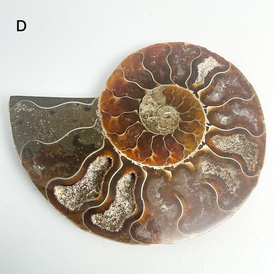 Chambered Ammonite