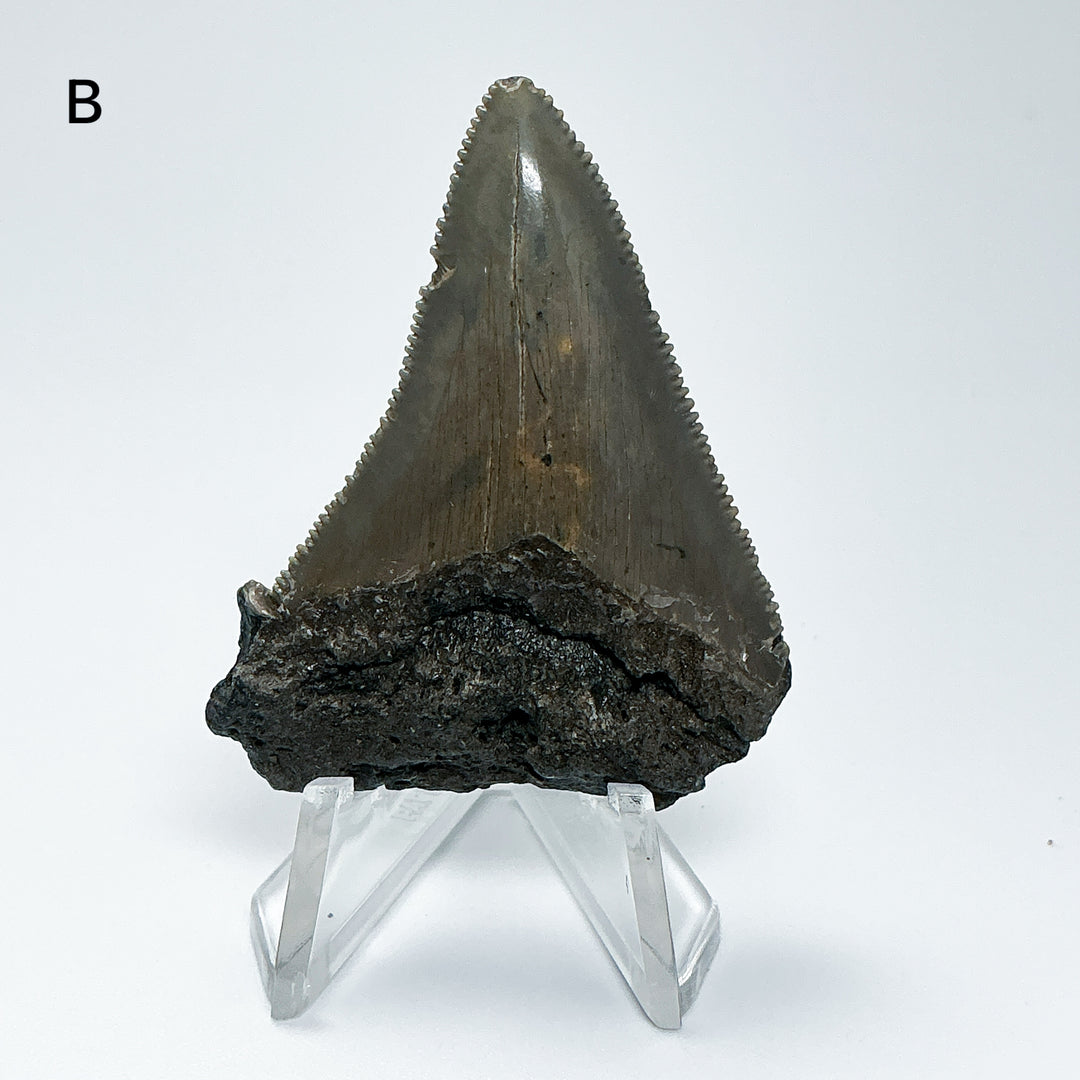 Fossilized Shark Tooth Specimen: Carcharodon Megalodon