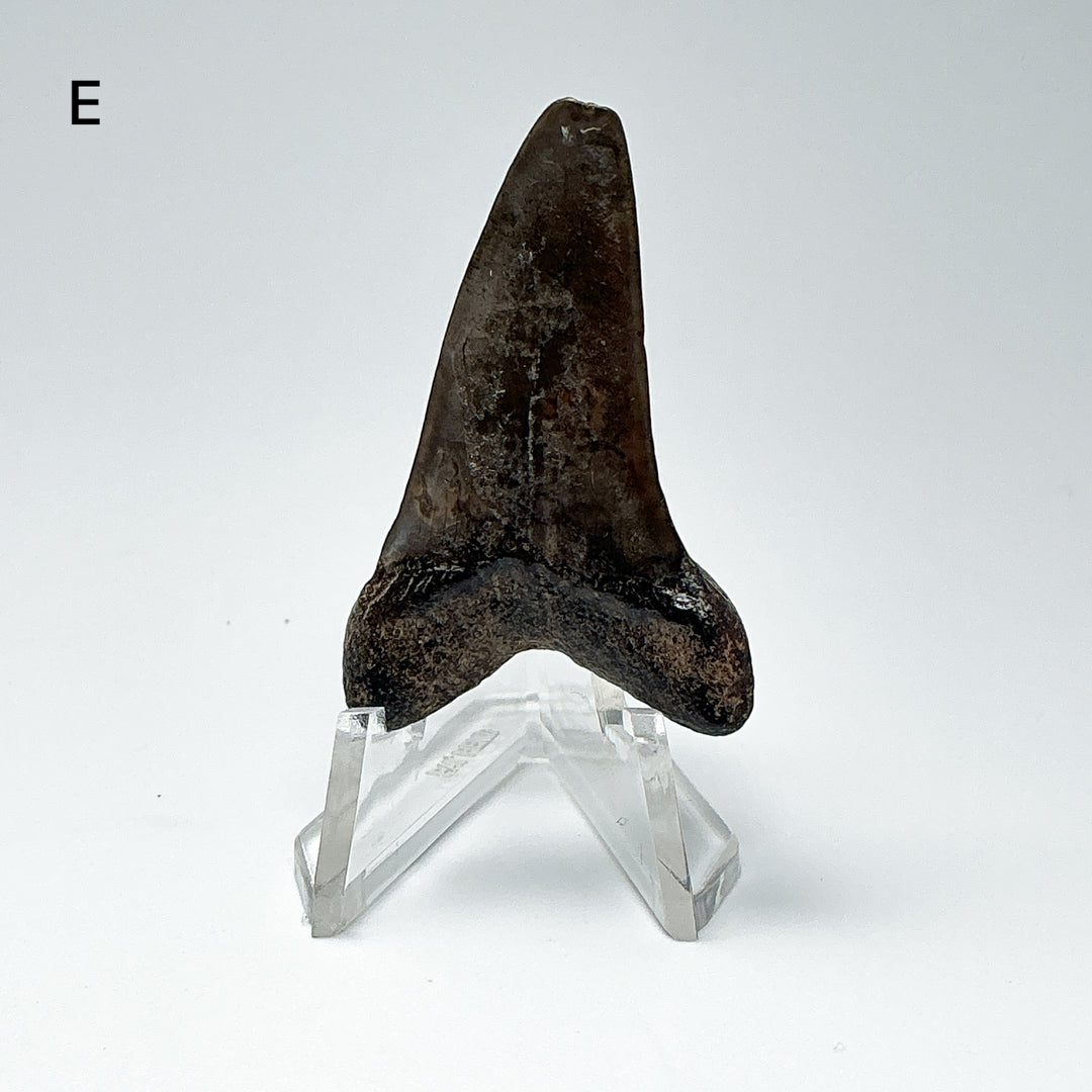 Fossilized Shark Tooth Specimen: Extinct Great White Shark