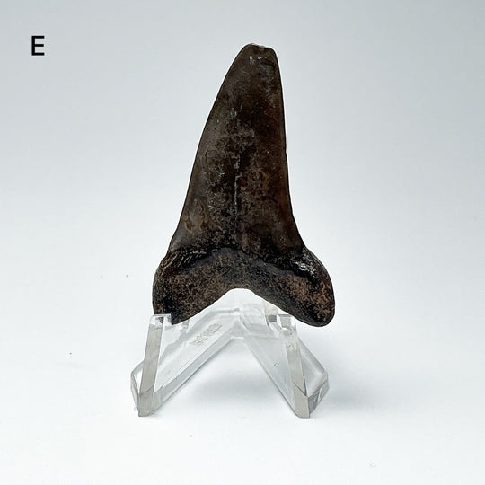 Fossilized Shark Tooth Specimen: Extinct Great White Shark