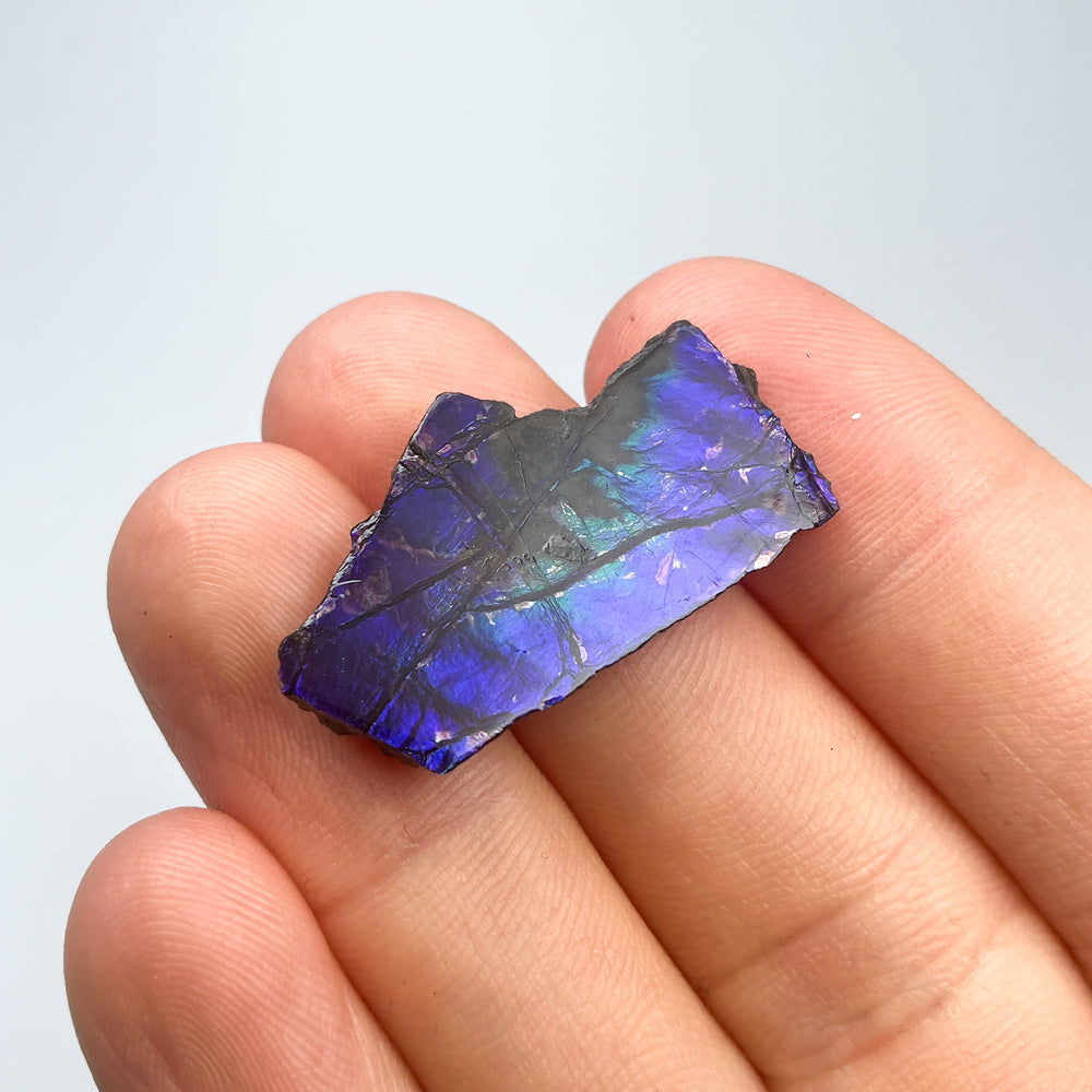 Ammolite Specimen