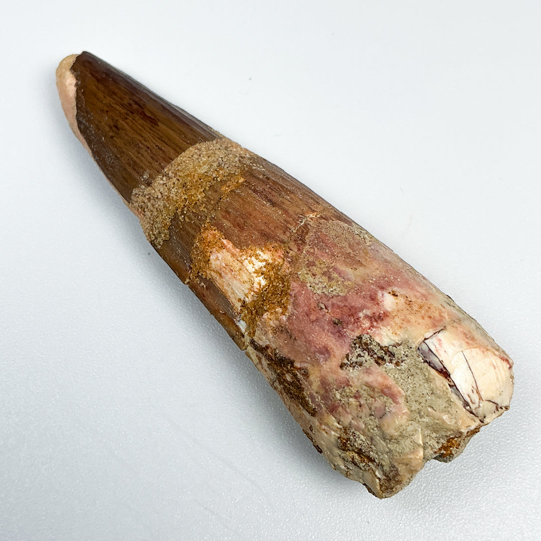 Fossilized Spinosaurus Tooth Specimen