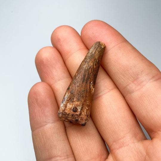 Fossilized Spinosaurus Tooth Specimen-Rocks and Gems Canada
