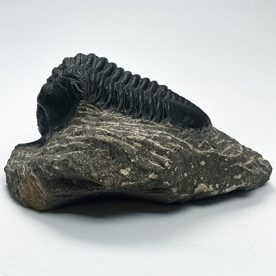 Trilobite Moroccanite Fossil