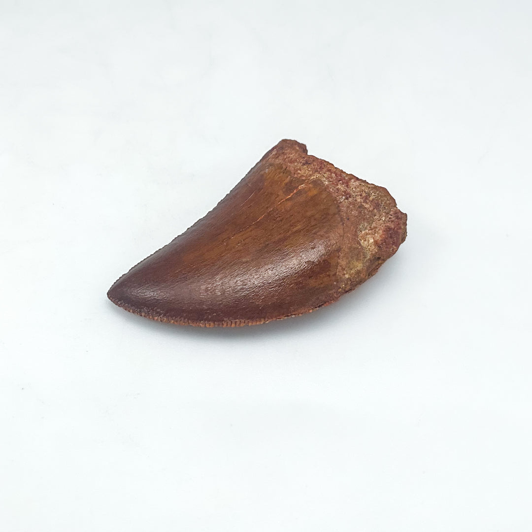 Fossilized Carcharodontosaurus Dinosaur Tooth Specimen