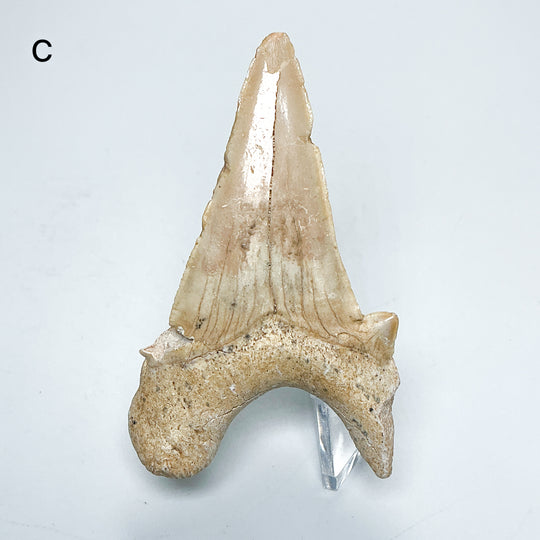 Fossilized Otodus/Lamna Shark Tooth Specimen