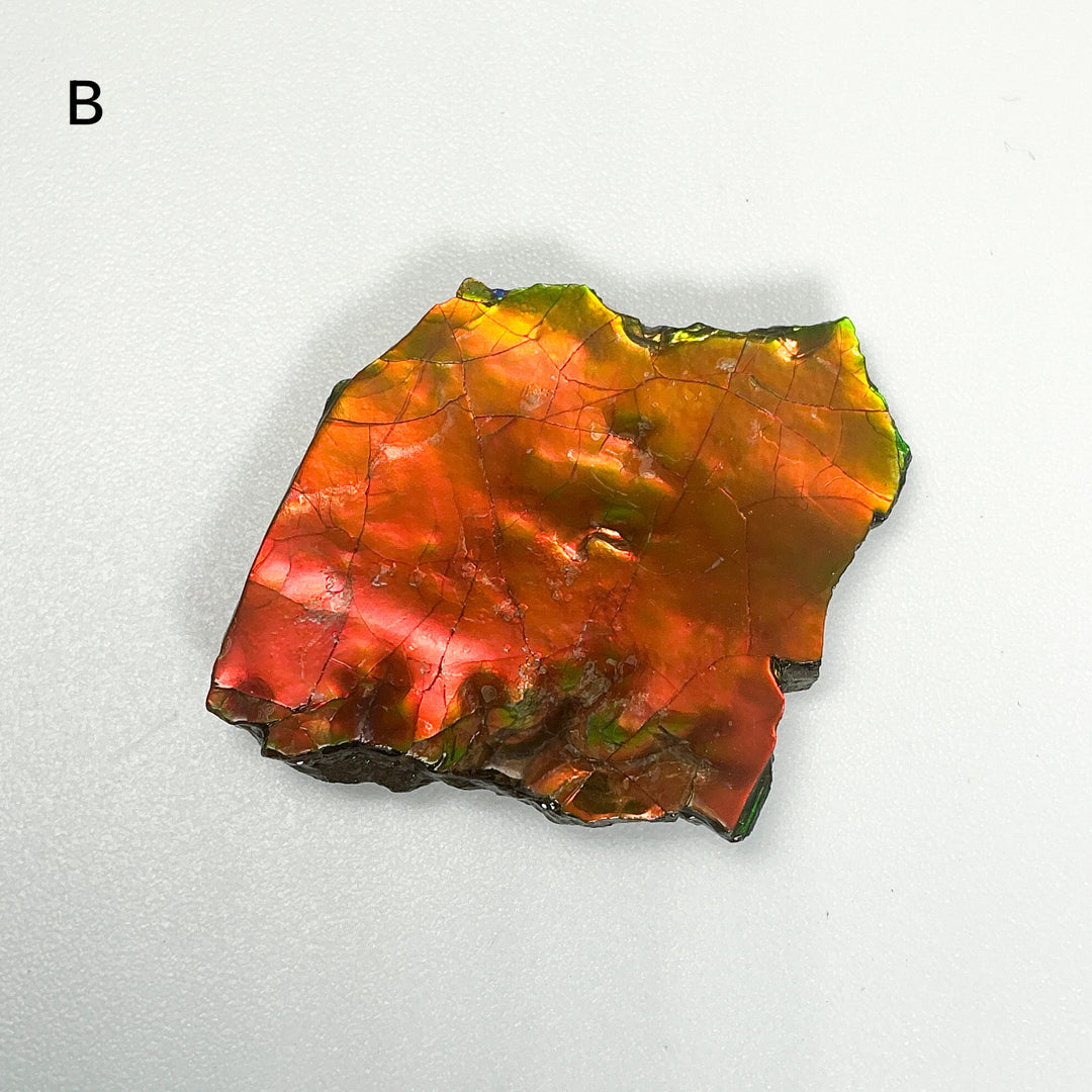 Ammolite Specimen