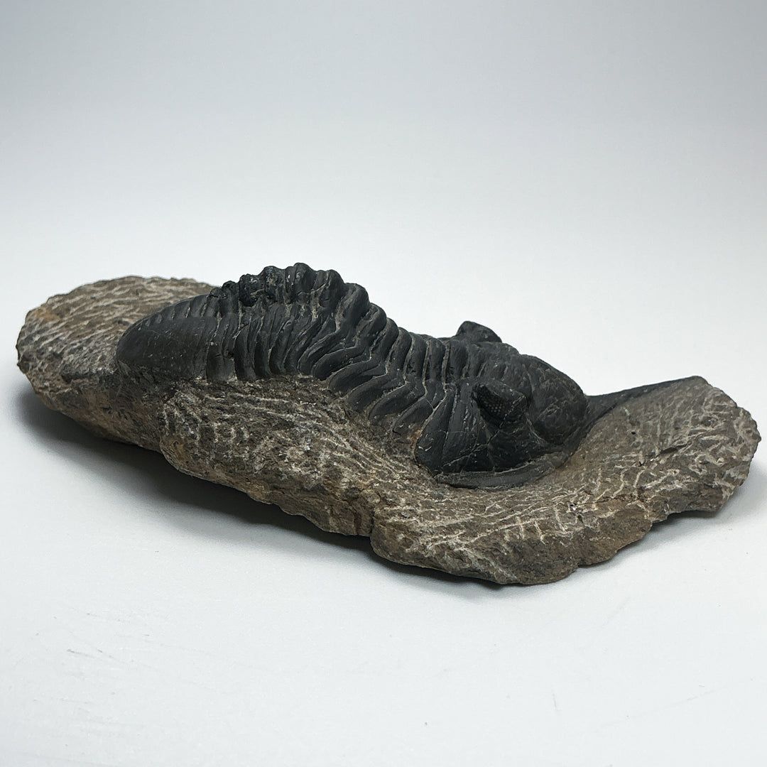 Trilobite Moroccanite Fossil