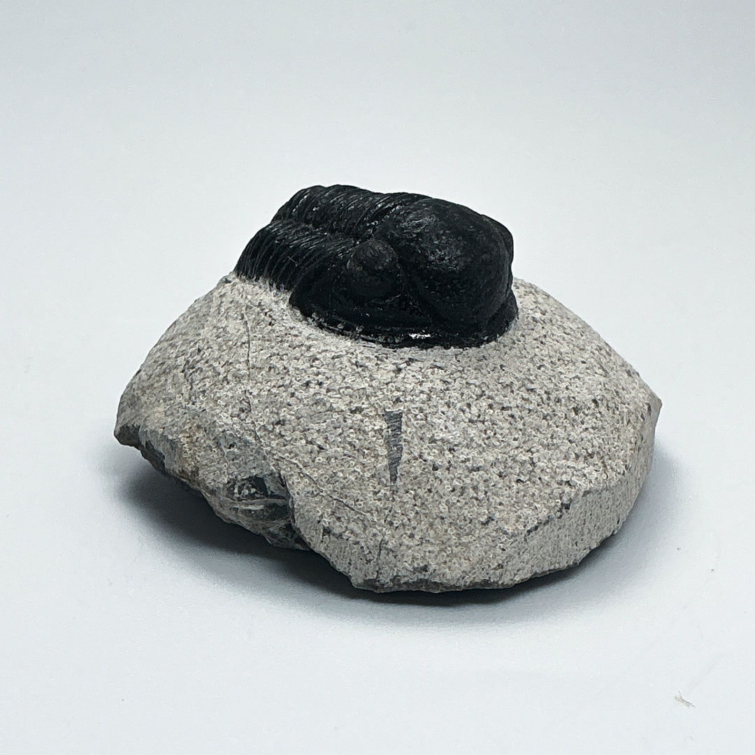 Trilobite Proetus Fossil