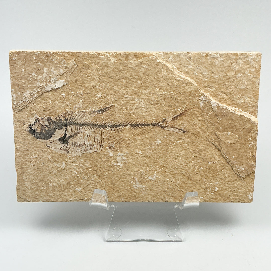Fish Fossil