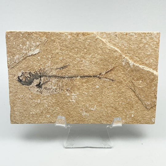 Fish Fossil