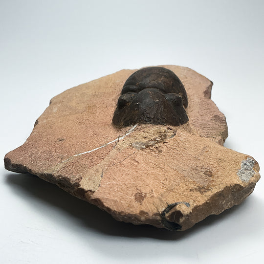 Trilobite Paralajurus Fossil