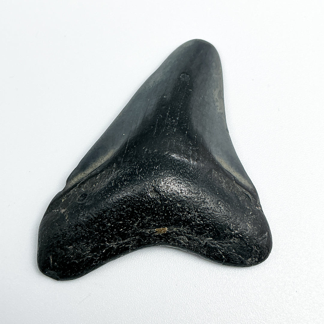 Fossilized Shark Tooth Specimen: Carcharodon Megalodon