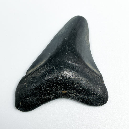 Fossilized Shark Tooth Specimen: Carcharodon Megalodon