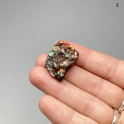 Ammolite Specimen at $39 Each