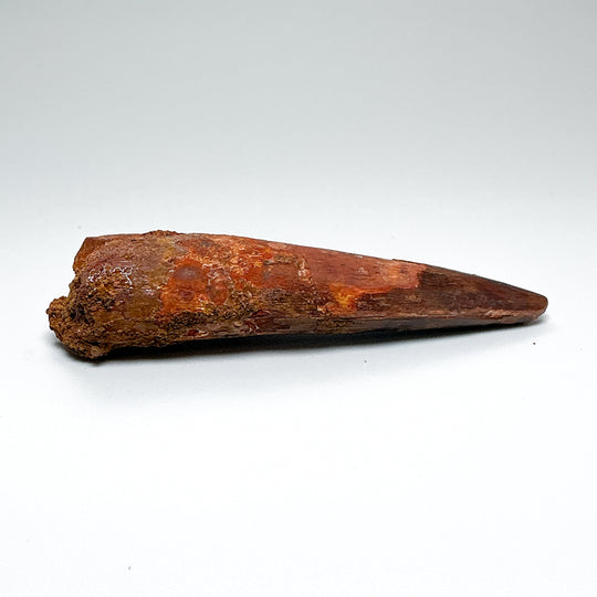Fossilized Spinosaurus Tooth Specimen