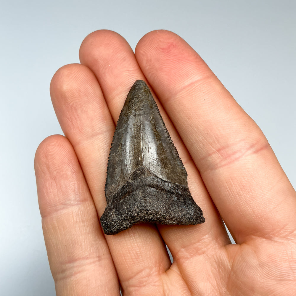 Fossilized Shark Tooth Specimen: Great White Shark