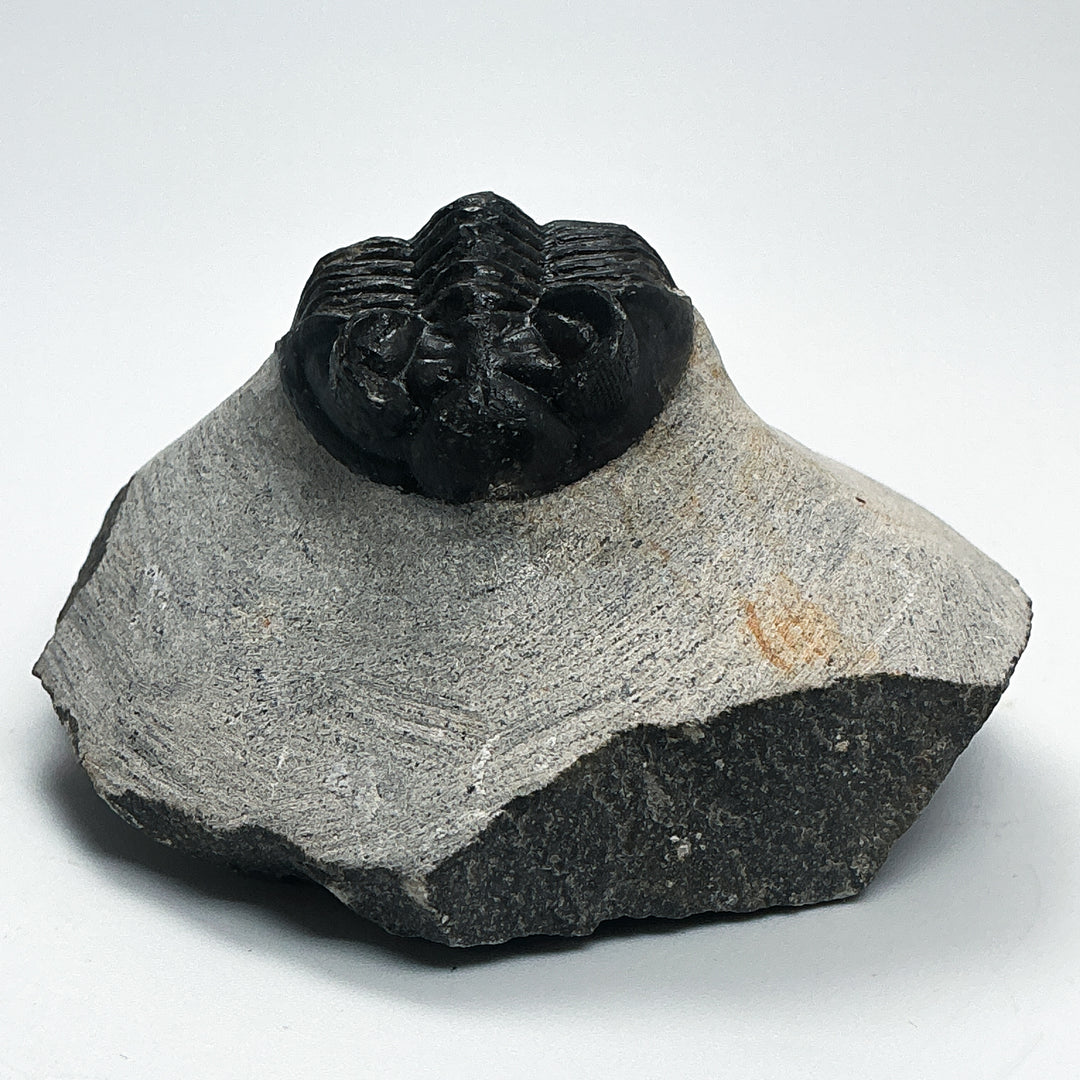Trilobite Coltranea Fossil