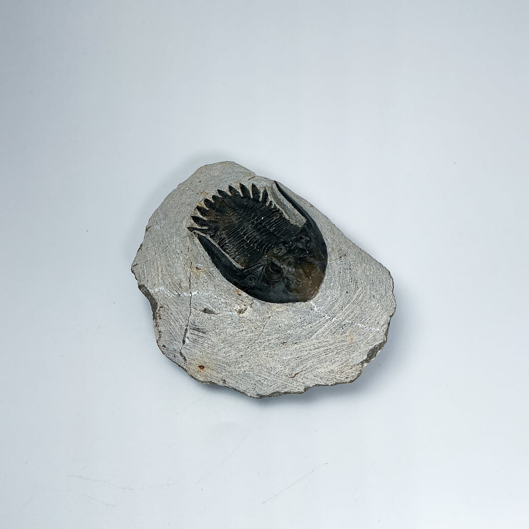 Trilobite Mrakibina Fossil - Rocks and Gems Canada