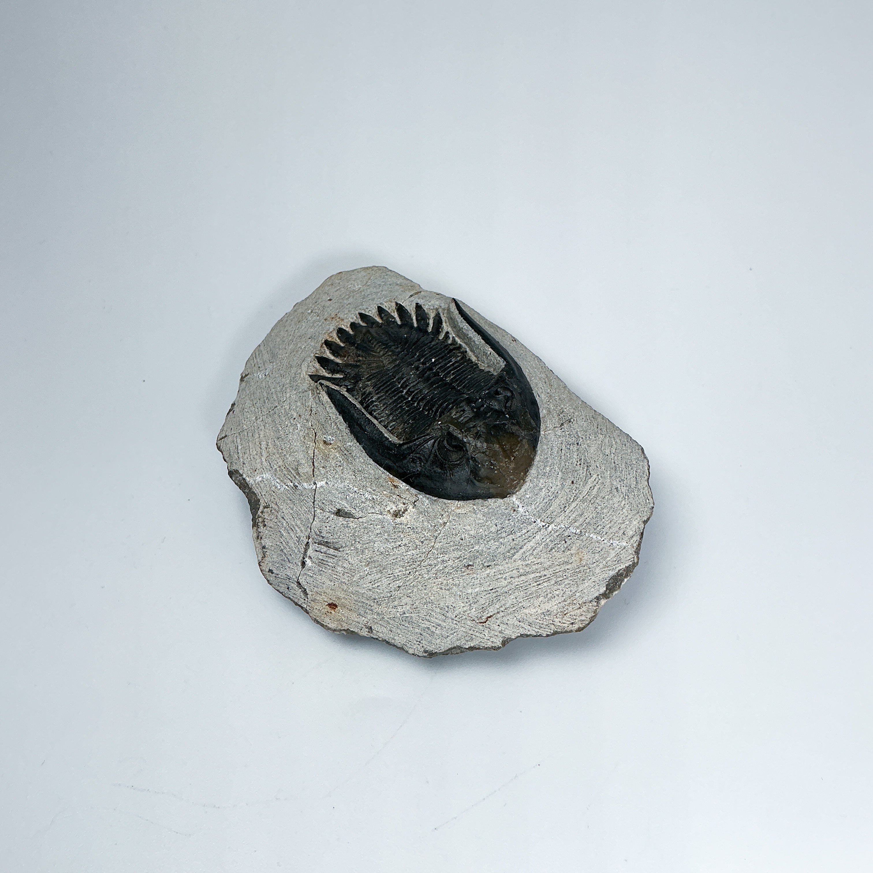 Trilobite Mrakibina Fossil - Rocks and Gems Canada