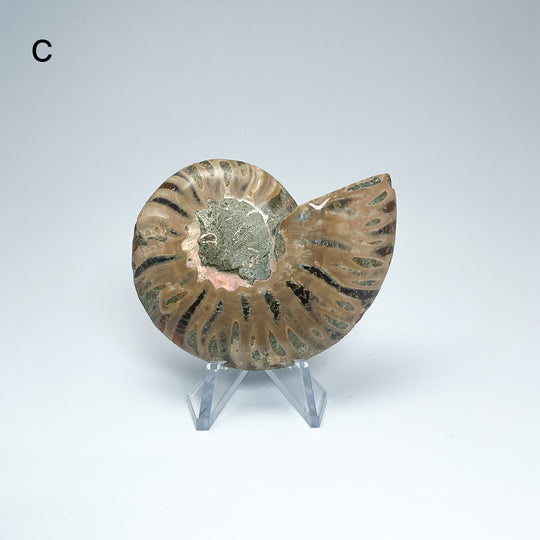 Chambered Ammonite