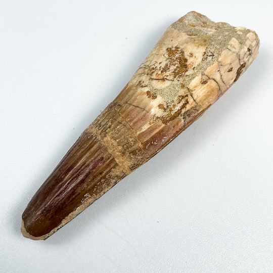 Fossilized Spinosaurus Tooth Specimen