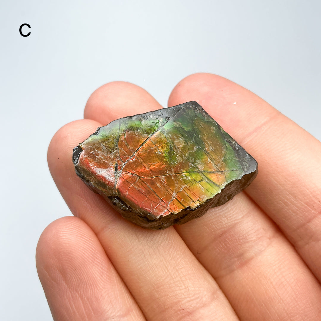 Ammolite Specimen