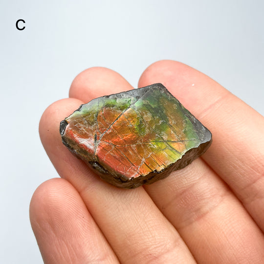 Ammolite Specimen
