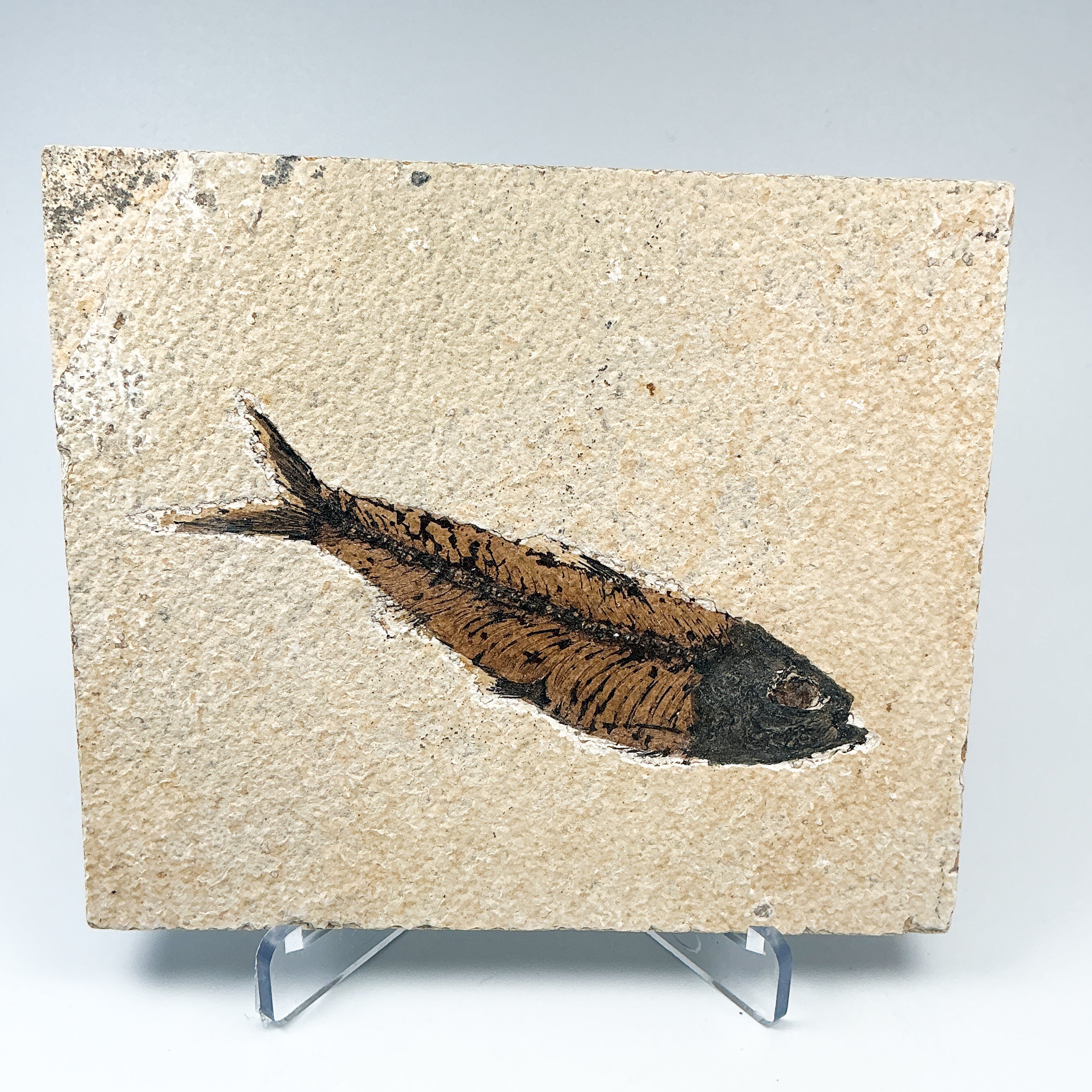 Fish Fossil - Rocks and Gems Canada