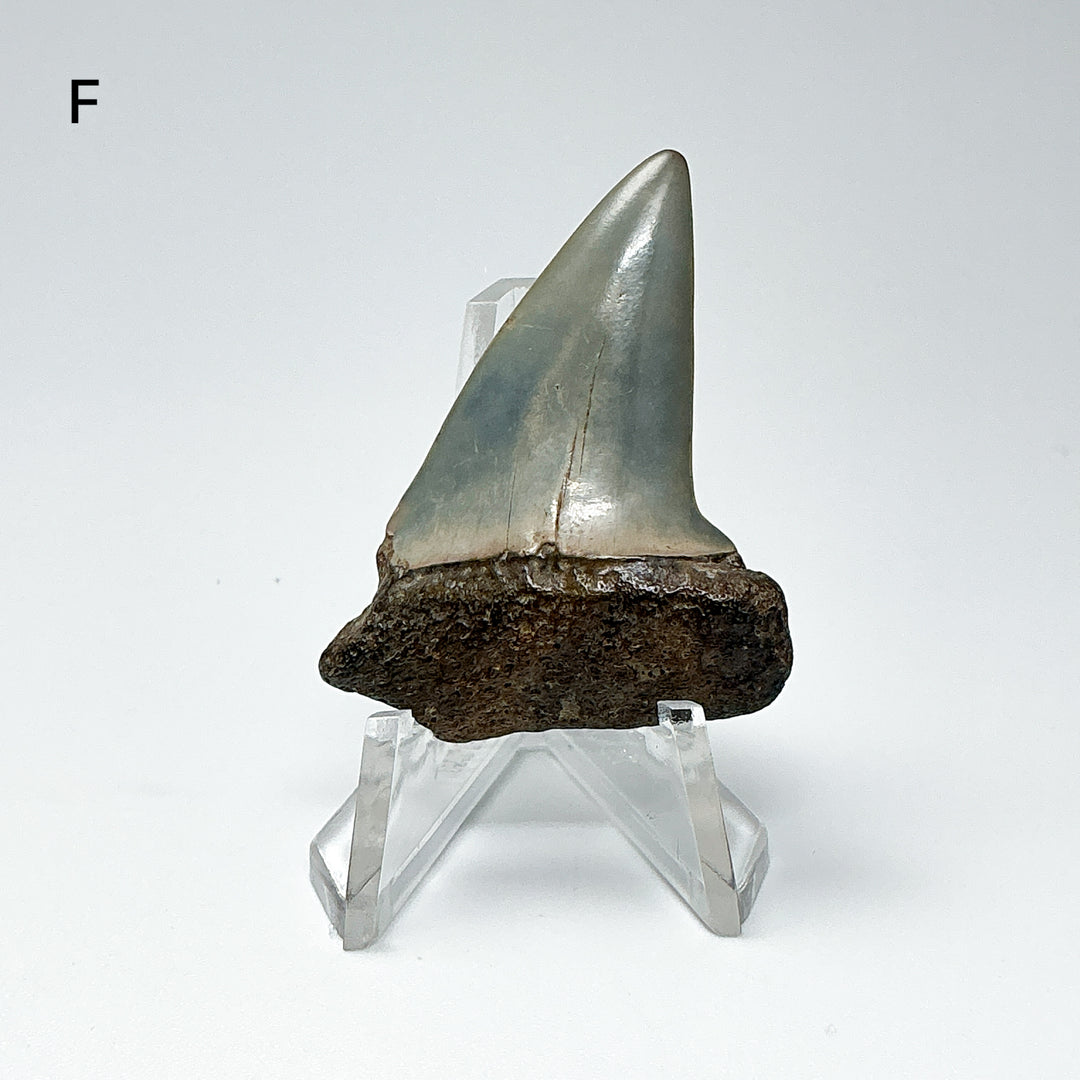 Fossilized Shark Tooth Specimen: Extinct Great White Shark