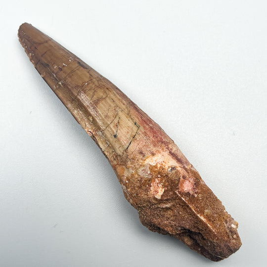 Fossilized Spinosaurus Tooth Specimen