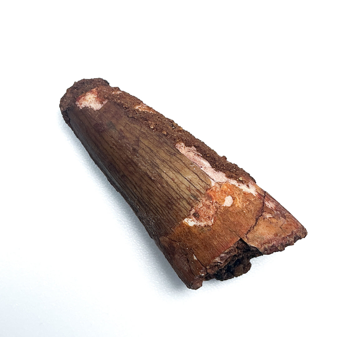 Fossilized Spinosaurus Tooth Specimen
