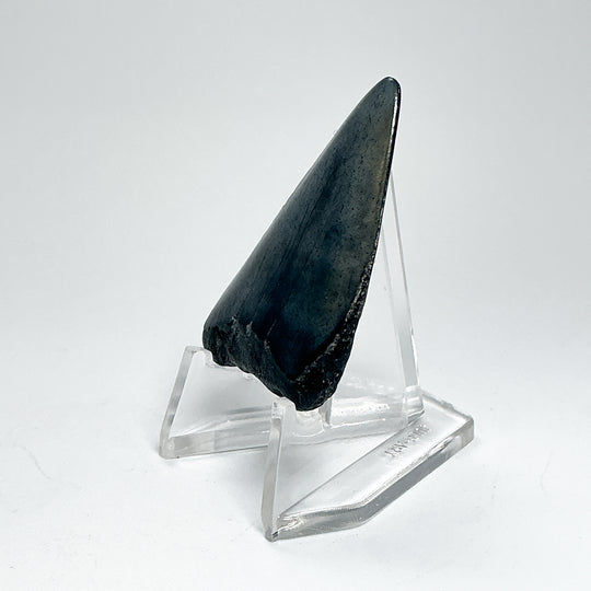 Fossilized Shark Tooth Specimen: Extinct Great White Shark