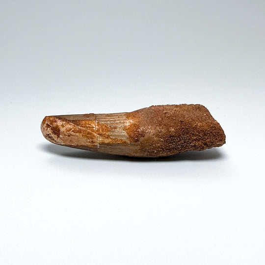 Fossilized Spinosaurus Tooth Specimen