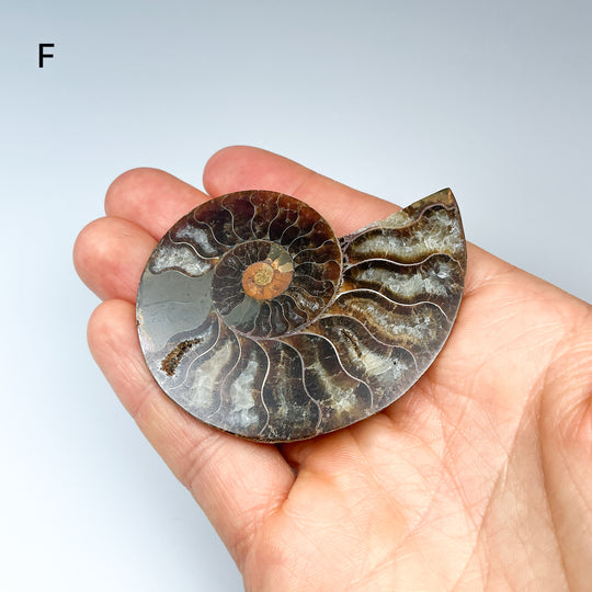 Chambered Ammonite - Rocks and Gems Canada
