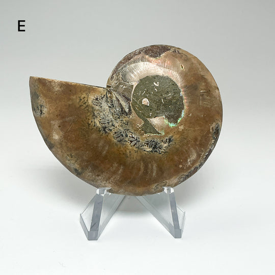 Chambered Ammonite