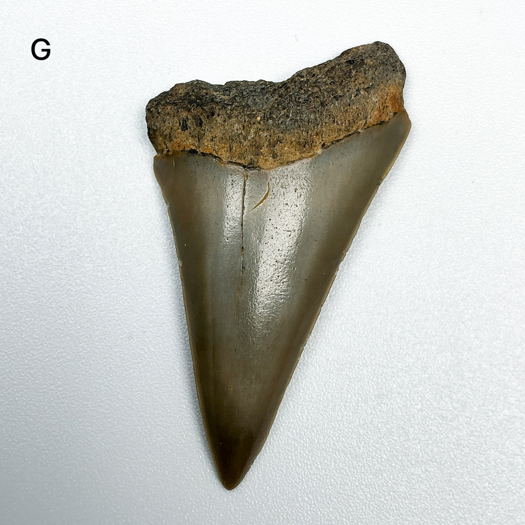 Fossilized Shark Tooth Specimen: Extinct Great White Shark