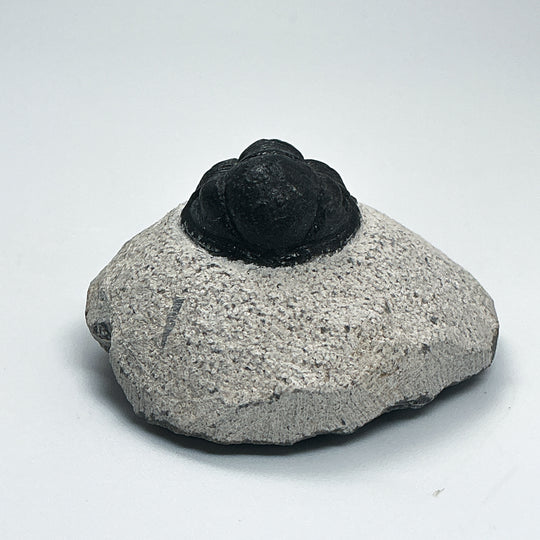 Trilobite Proetus Fossil