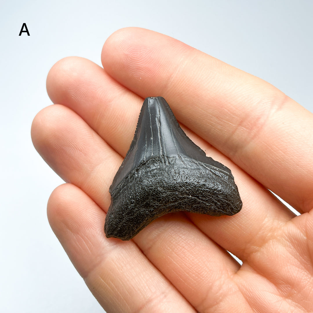 Fossilized Shark Tooth Specimen: Carcharodon Megalodon