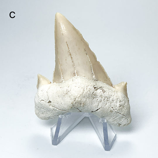 Fossilized Otodus/Lamna Shark Tooth Specimen