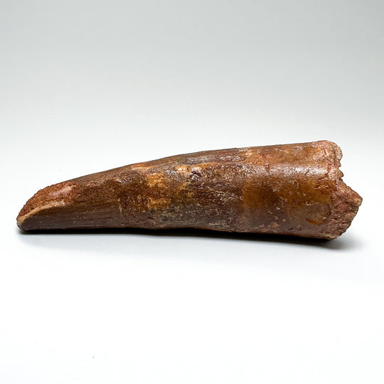 Fossilized Spinosaurus Tooth Specimen