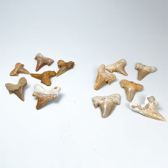 Fossilized Otodus/Lamna Shark Tooth Specimen