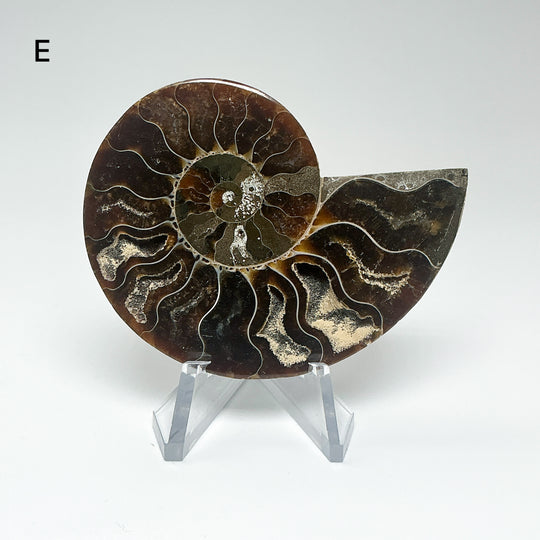Chambered Ammonite