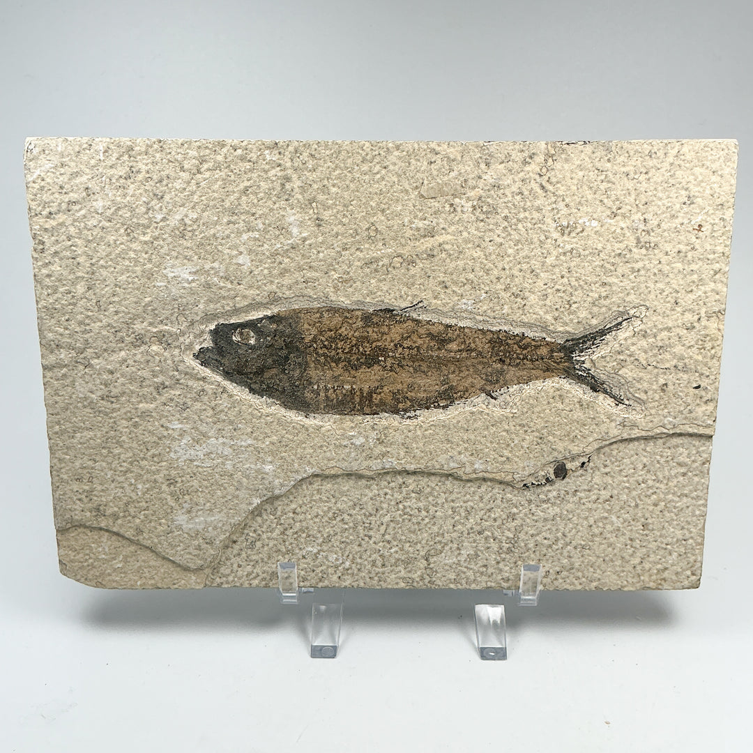 Fish Fossil